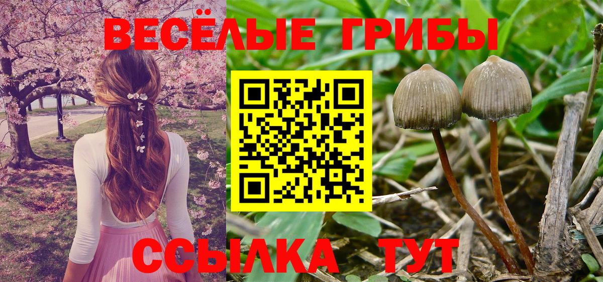 Галлюциногенные грибы Cubensis  Псилоцибиновые грибы Psilocybine cubensis  Вход с VPN  Зеленокумск 